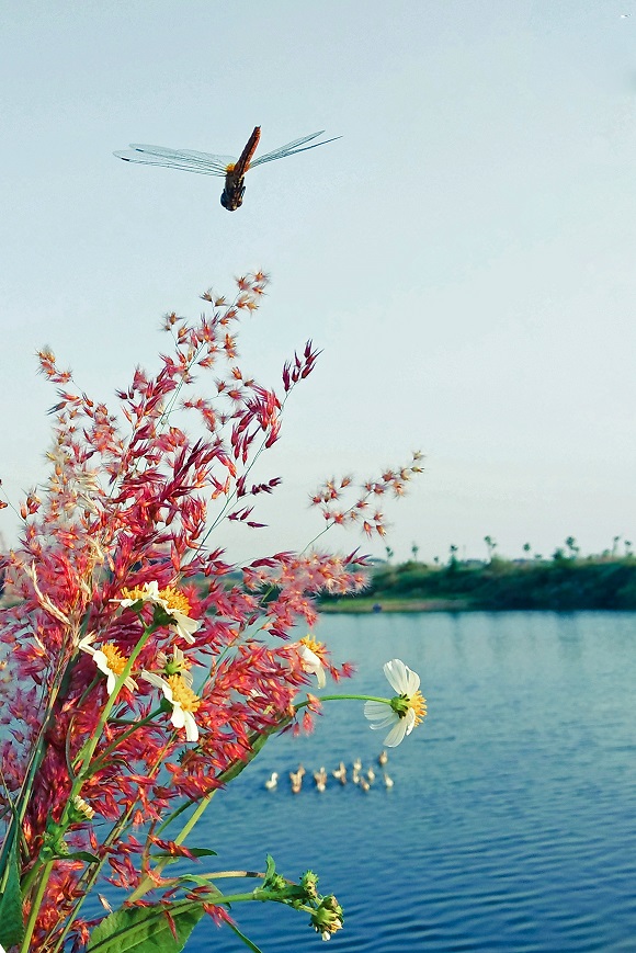 花与蜻蜓  北院区  血透室  杨蕾.jpg